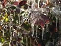DFW-IcePocalypse-2013_Thaw (5)